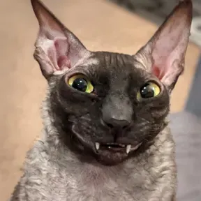 Ha-ha-ha-he-he-he