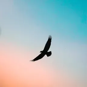 Arknida Podcast Tutorials