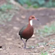 Aldabra Rail: The Bird that Evolved Twice
