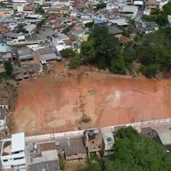 Leucenas e acácias são espécies "invasoras"? Especialista explica!