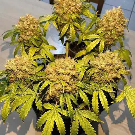 Drogas, maconha, cocaína e a sociedade atual