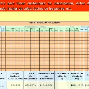 prueba piloto