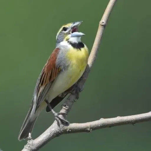 Let The Birds Do The Talking