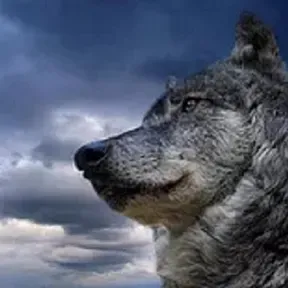 Radio Wolf Mexico