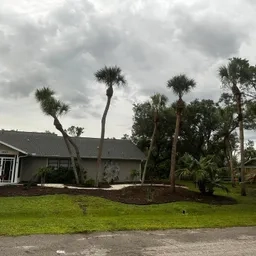 Tree Service in Sarasota, FL