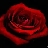 Red Rose FM