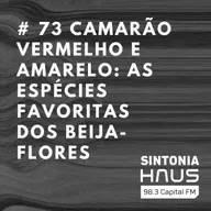 Camarão Vermelho e Amarelo: as espécies que estão entre as favoritas dos beija-flores | SINTONIA HAUS #73