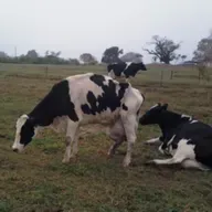 Episódio 60. Mastite bovina - Métodos de diagnóstico e medidas de controle.