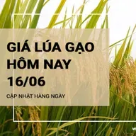 Giá lúa gạo hôm nay ngày 16/06: Xu hướng đi ngang với cả lúa và gạo