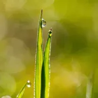 Warum bleiben Tautropfen an der Grasspitze hängen?