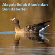 Alaçatı Sulak Alanı’ndan Son Haberler