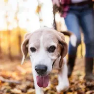 Metas com os pets para o próximo ano