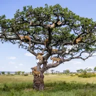 El árbol de la vida
