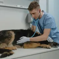 Atenção e cuidado com falsos veterinários!