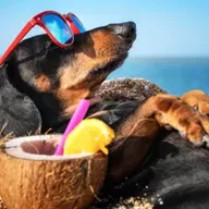 Cuidados com os pets no verão