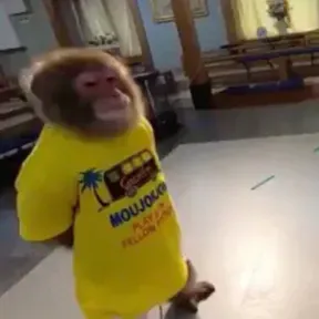 os clia é loco