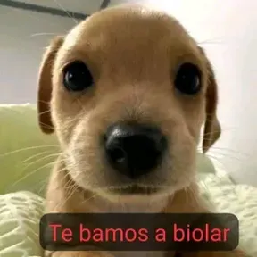 carolinanh