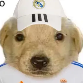 perro madridista