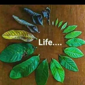 Nakus herbal shop
