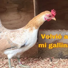 Galaxia benedicto