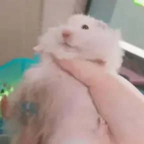 Hamsterstar