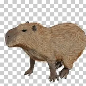 Capybara FM