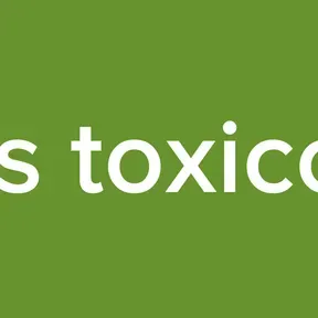 Sonidos toxicos chile