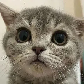 Panduro