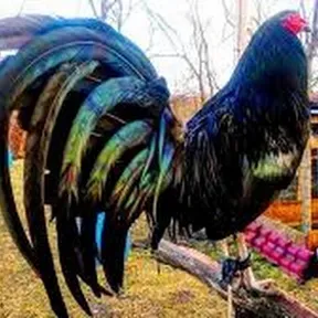 El Gallo de la 4T