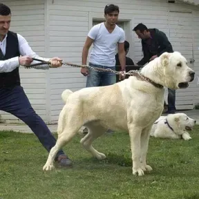 Arturo2
