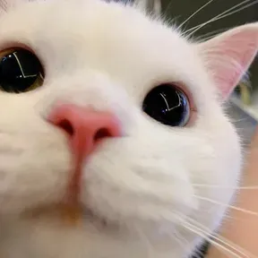 meowing