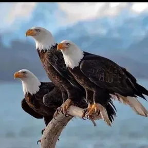 Eagles Wings Radio