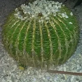 la cavena1