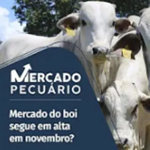 Boi gordo: entressafra prolongada deve seguir puxando para cima os preços da arroba?