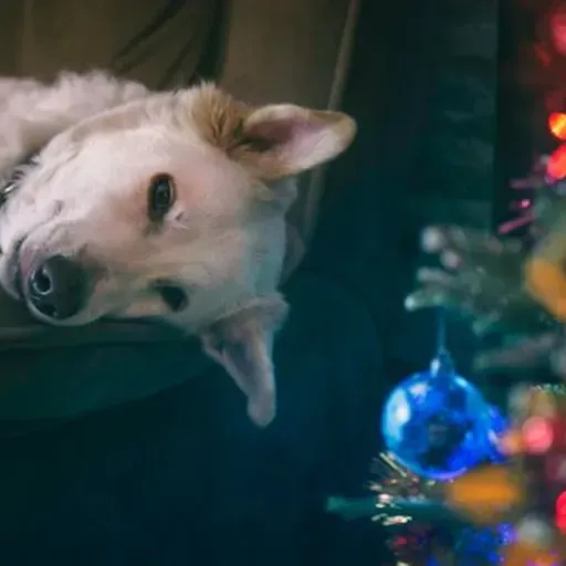 Festas de fim de ano e os cuidados com os pets!