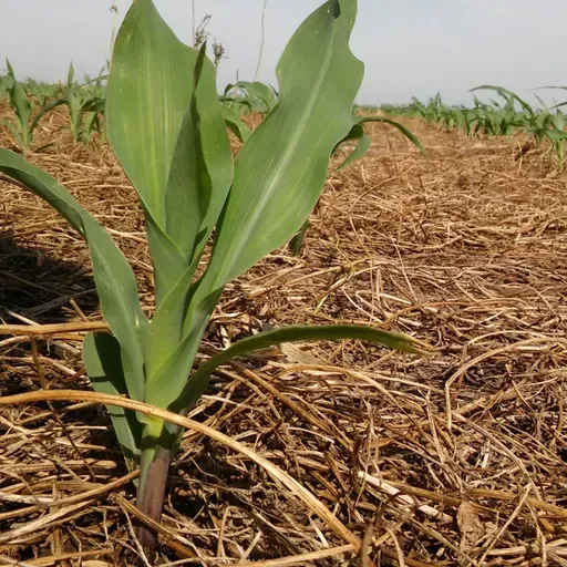 Agricultura Regenerativa: Un nuevo protocolo para Latinoamérica 👩🏼‍🌾🌎