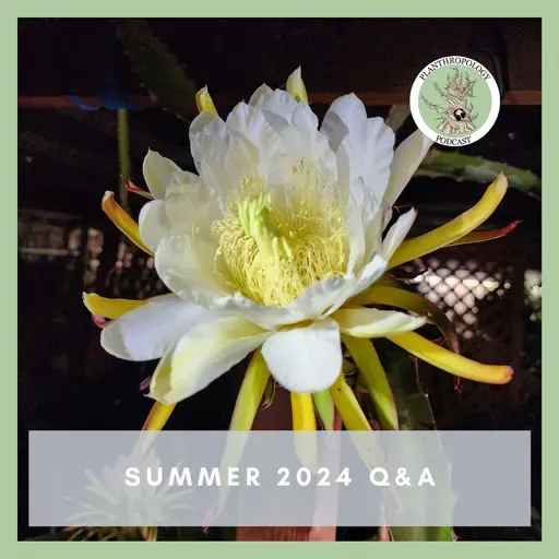 111. Dragon Fruits, Lichen, and the Most Important Plant Thing- Summer 2024 Q&A