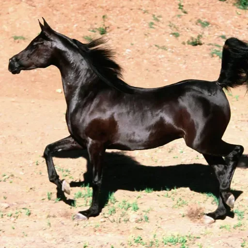 A Lenda do Cavalo Árabe