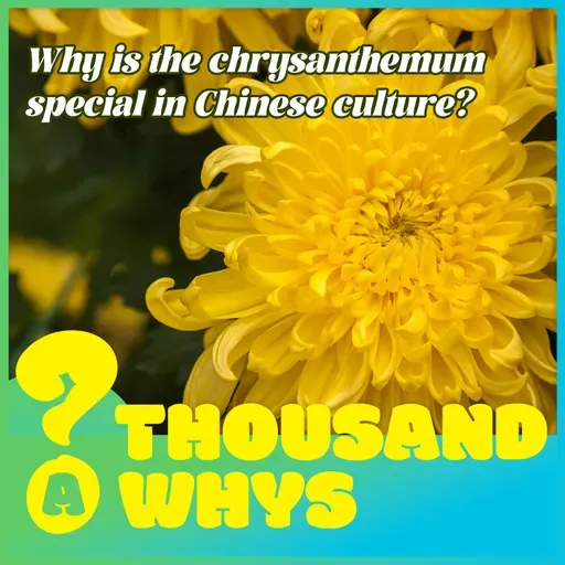 Why is the chrysanthemum special in Chinese culture?