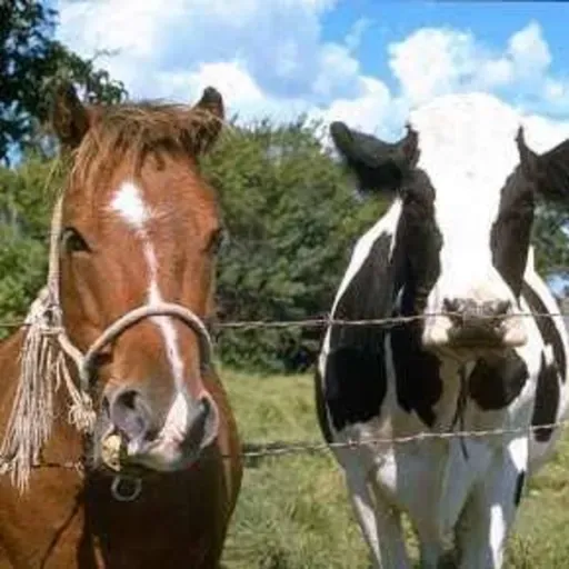 LA VACA Y LA YEGUA