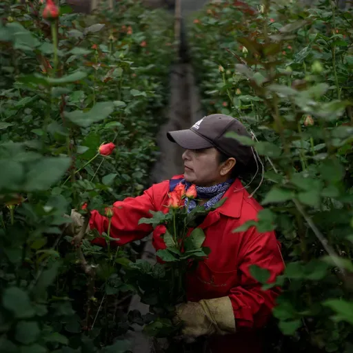 The Truth Behind Your Valentine's Day Flowers