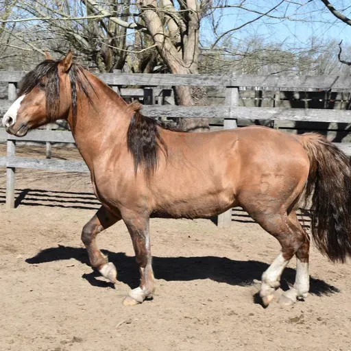 Oração do cavalo