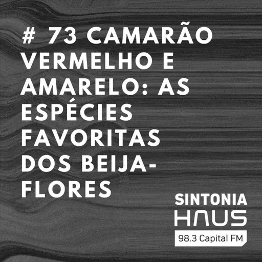 Camarão Vermelho e Amarelo: as espécies que estão entre as favoritas dos beija-flores | SINTONIA HAUS #73