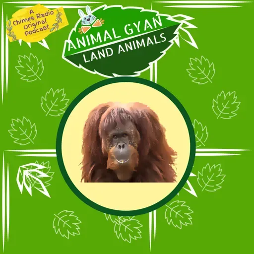 Orangutan