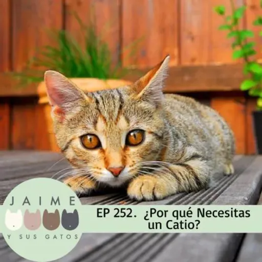 EP 252 ¿Por qué necesitas un catio?