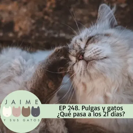 Ep 248 mi gato tuvo pulgas y 21 días después...