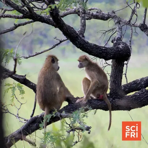 Can Men and Women (Baboons) Really Just Be Friends? | The Best Bear Deterrent May Be Drones