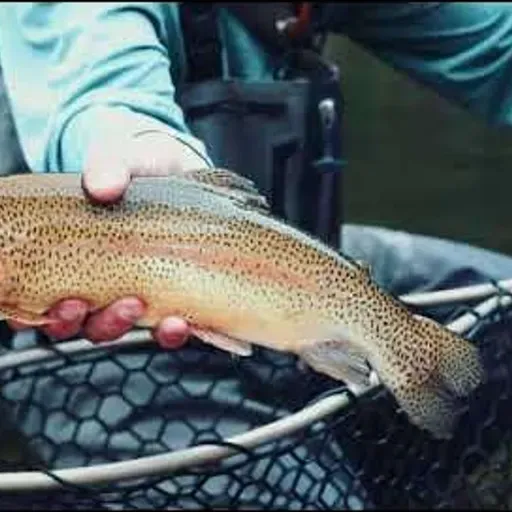 Natives Fly Shop & Catch Cam Nets w/ Beau Robinson