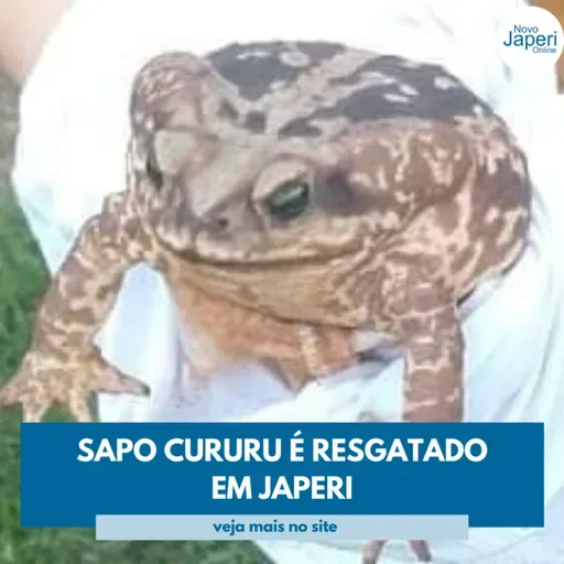 Japeri Online Mais #11