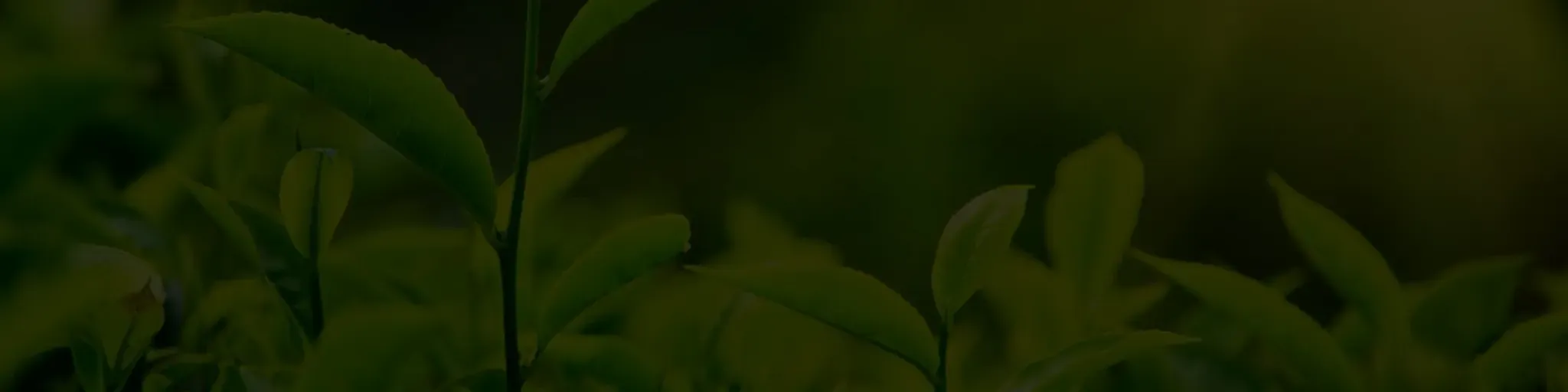 Malayagam FM